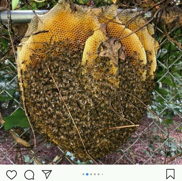 Meet your Posher, Melissa - Picture 1 of 1